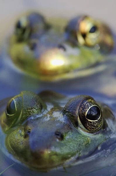 Northern Green Frogs Mating In A Pond; Vaudreuil Quebec Canada