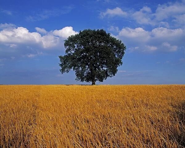 Oak Tree In A Barley Field, Ireland