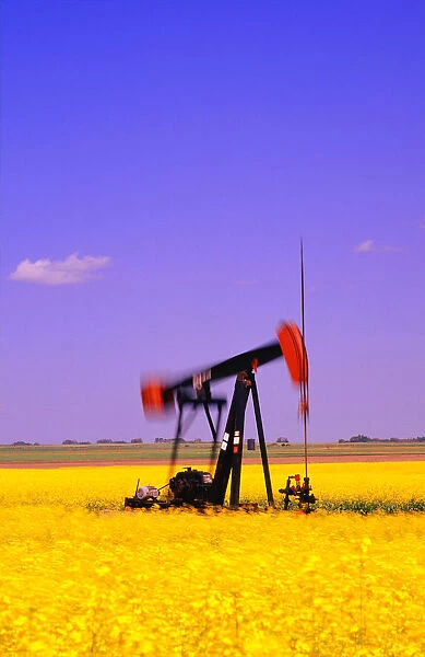 Oil Pumpjack In A Canola Field