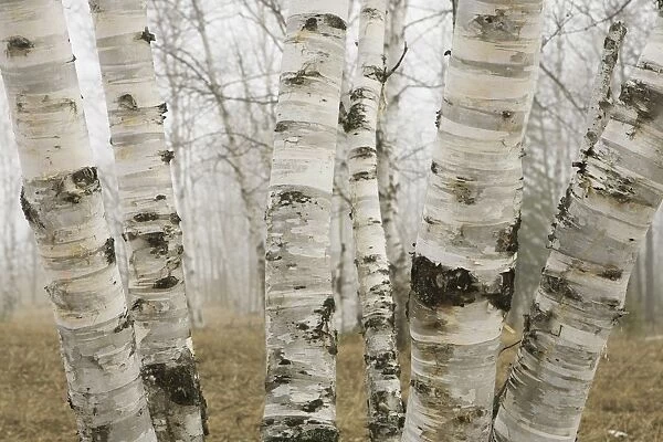 Ontario, Canada; Birch Trees In The Fog In Early Spring
