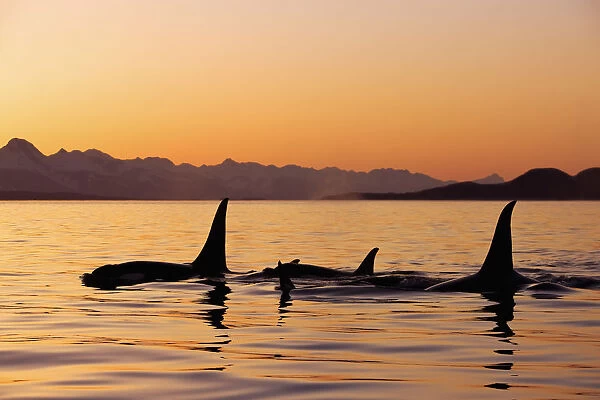 Orca Whales Surface In Lynn Canal At Sunset With Coast Range In The Background, Alaska