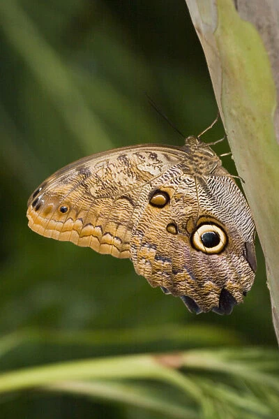 Owl Butterfly (Caligo Idomeneus) Resting On Trunk, Niagara Butterfly Conservatory, Niagara Falls, Ontario, Canada