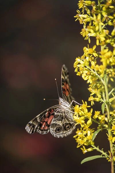 Painted Lady Butterfly (Cynthia) Feeds On Goldenrod; Tahlequah, Oklahoma, United States Of America