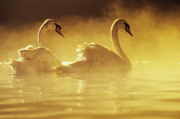 Pair Of African Swans Swimming In Misty Waters, Soft Yellow Lighting