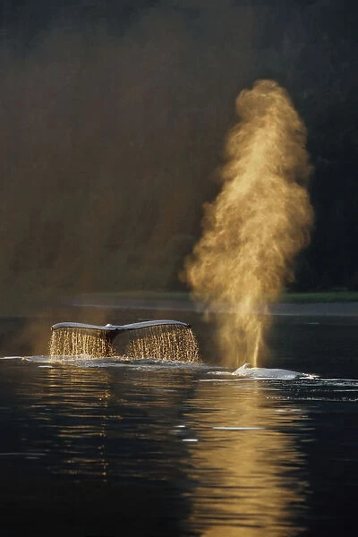 Pair Of Humpback Whales Swimming On Surface Fluke & Spouting Inside Passage Se Alaska Summer Backlit