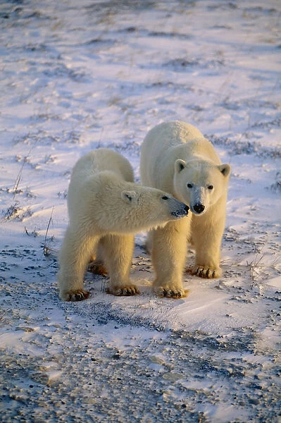 Pair Of Polar Bears Snuggling Churchill Ca Winter