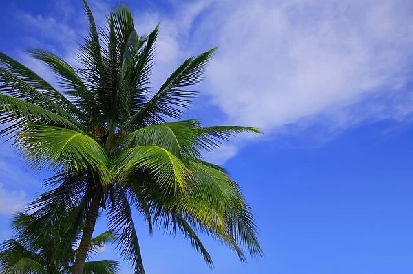 Palm Tree Against Perfect Sky