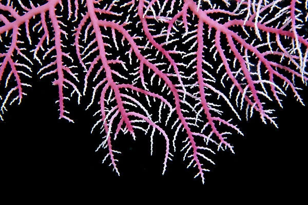 Papua New Guinea, Detail Of Pink Lace Coral (Stylaster Sp?) With Whitetips, Black Background