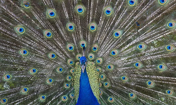 Peacock In Full Display Mode Attempting To Attract A Mate; Santa Cruz, Bolivia