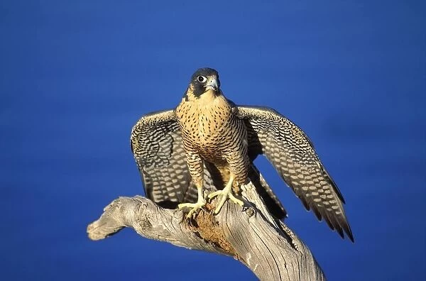 Peregrine Falcon On Perch