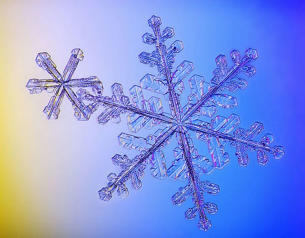 Photomicroscopic Close Up Of Two Snowflake Crystals, Alaska