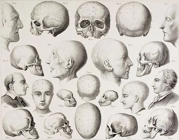 Phrenological Illustration Showing The Psychological Relations Of The Brain. From A 19Th Century Print