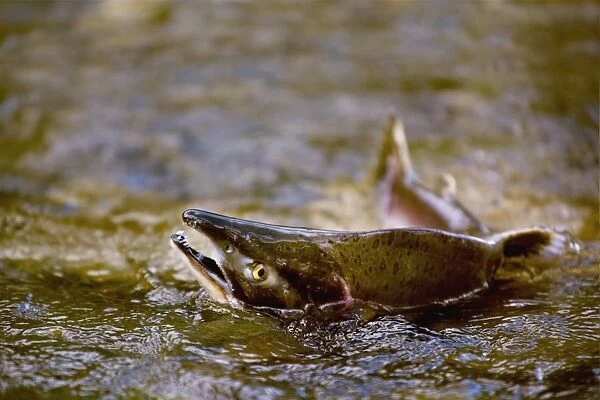 Pink Salmon Struggling To Return To Their Spawning Stream To Lay Their Eggs; British Columbia, Canada