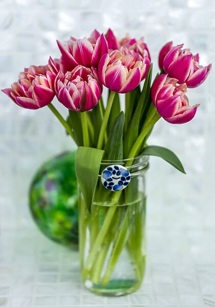 Pink tulips arranged in a glass vase on a counter in Surrey, British Columbia, Canada