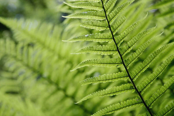 Plant Detail, Close Up
