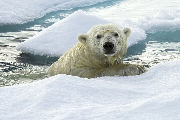 A polar bear hangs onto an ice floe