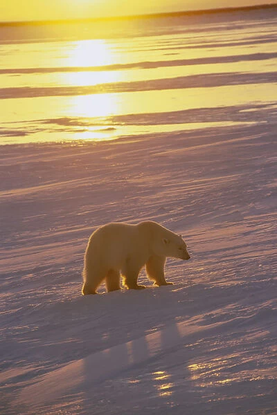 Polar Bear On Ice @ Sunset Cape Churchill Manitoba Winter Scenic