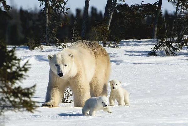 Polar Bear (Ursus Maritimus) Sow And Cubs Walking In Wapusk National Park; Churchill, Manitoba, Canada
