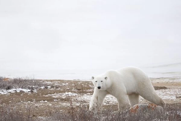 Polar Bear (Ursus Maritimus) Staring Ahead As It Walks Across The Frozen Tundra; Churchill, Manitoba, Canada