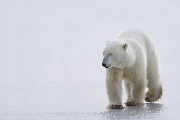 Polar Bear (Ursus Maritimus) Walking On Ice With Eyes Closed, Looking Gentle And Calm; Churchill, Manitoba, Canada