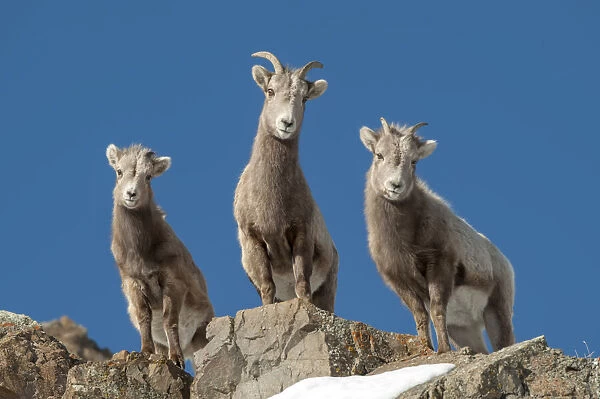 Portrait of bighorn sheep family standing on rocks, Yellowstone National Park, Wyoming, USA