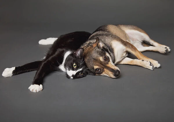 Portrait of a dog and cat laying together on a grey background; Edmonton alberta canada