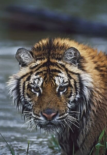 Portrait Of Wet Siberian Tiger