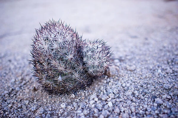 Prickly succulent on rocky ground