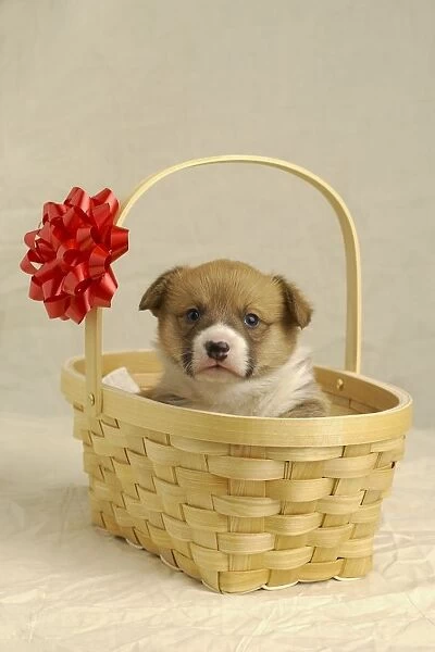 Puppy In A Basket