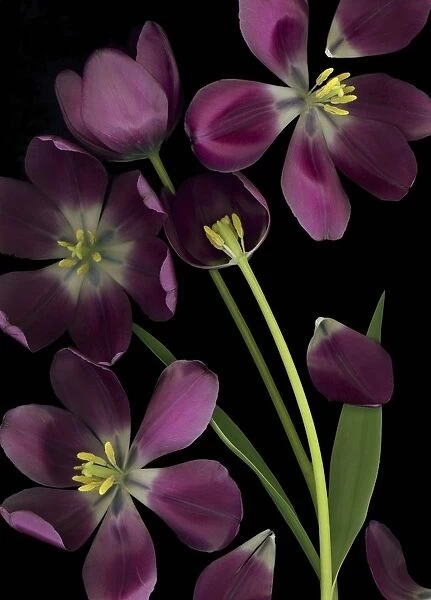 Purple Tulips; Purple Tulips, Leaves And Stems