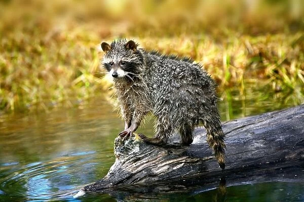 Raccoon After A Swim