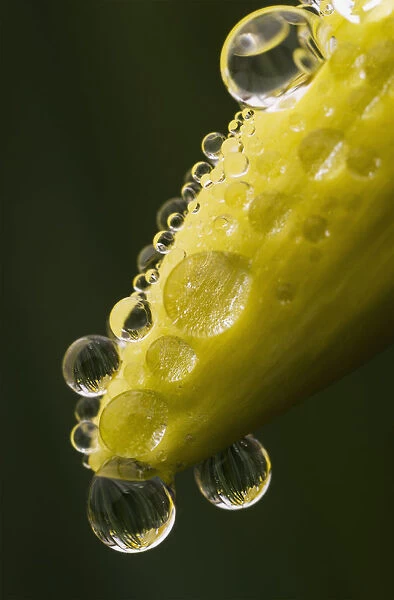 Raindrops Cling To Daffodils; Astoria, Oregon, United States Of America