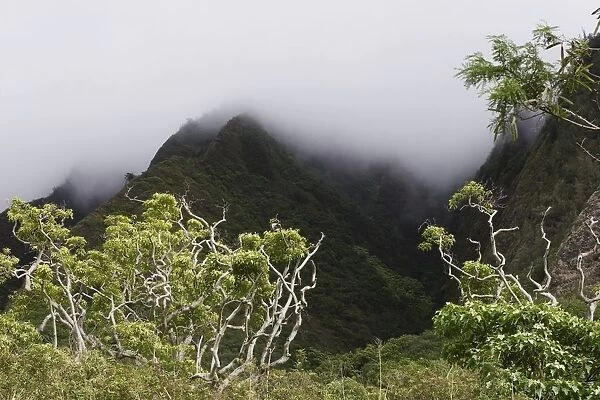Rainforest, Maui, Hawaii