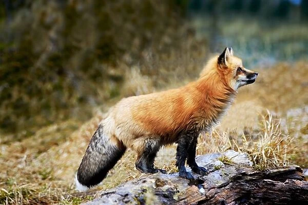 Red Fox On Rocks