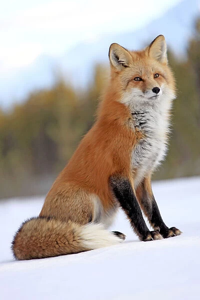 Red Fox In Snow, Yukon