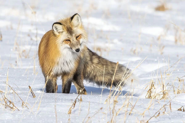 Red fox standing on a snow covered ground stalking its prey