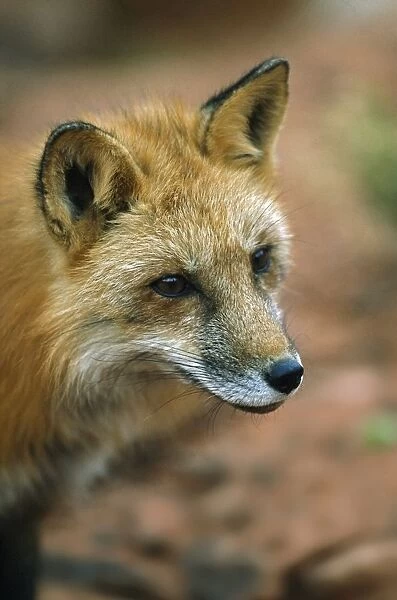 Red Fox (Vulpes Vulpes); Utah, Usa