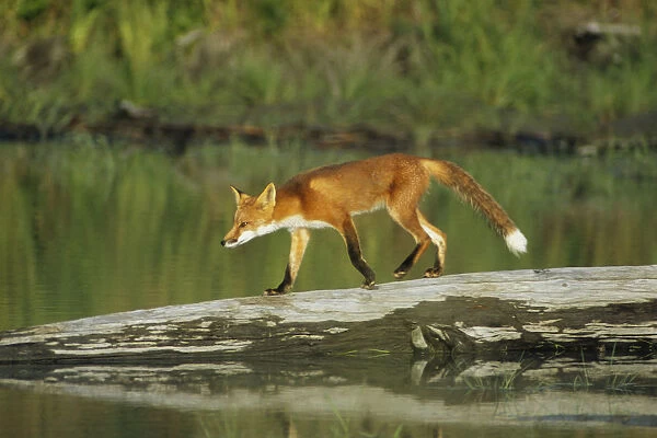 Red Fox Walks On Log In Pond Sc Ak Captive Summer