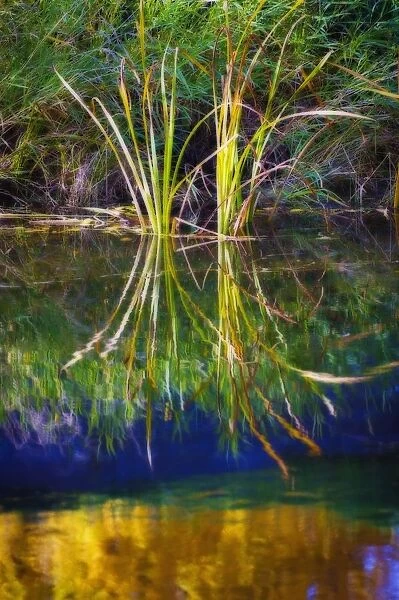 Reeds Reflecting On The Water; St. Albert, Alberta, Canada