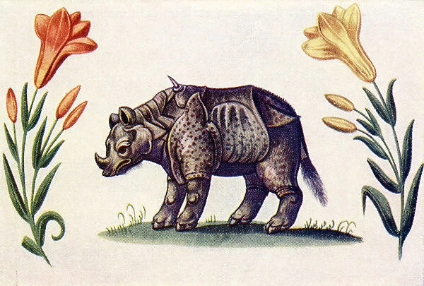 Rhinoceros. After An Illustration From The Livre D amis Of Marguerite De Valois In The Illustrated London News, Christmas Number, 1933