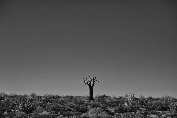 Richtersveld National Park With Dead Kookerboom Tree; South Africa