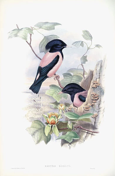 Rosy Starling. Pastor roseus. After a work by English ornitholgist and bird artist John Gould, 1804 - 1881. From his book The Birds of Great Britain, published 1873