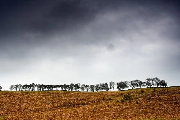 Row Of Trees In A Field, Yorkshire Dales, England