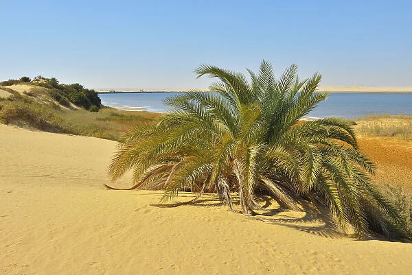 Salt Lake and Date Palm in Desert, Matruh Governorate, Libyan Desert, Sahara Desert, Egypt, Africa