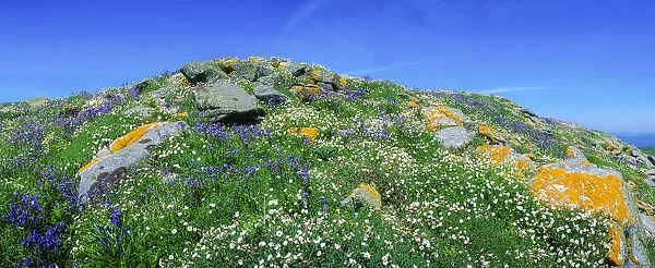 Saltee Islands, County Wexford, Ireland, Rocks And Wildflowers