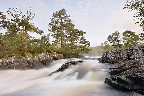 Scots Pine and Rapids at Dawn, River Affric, Glen Affric, Cannich, Highland Council Area, Scottish Highlands, Scotland