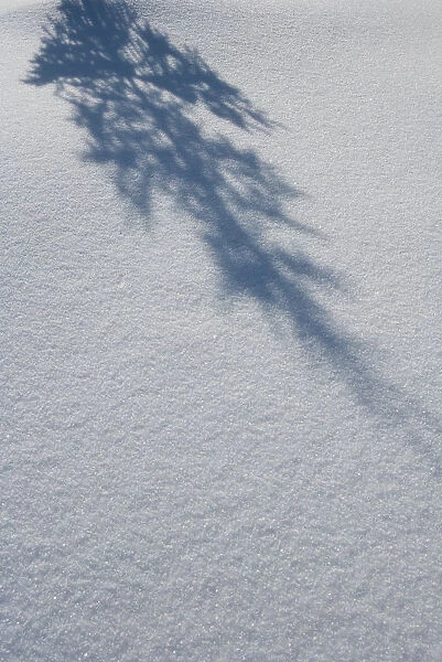Shadow Of A Fir Tree Falls Across A Pristine Drift Of Snow, Sparkling In The Sun; Filzmoos, Austria