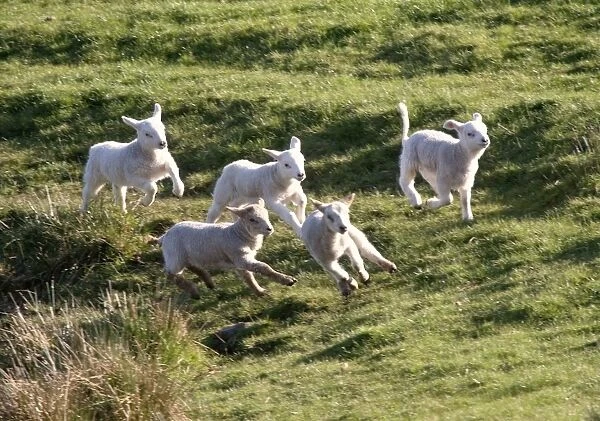 Sheep Running