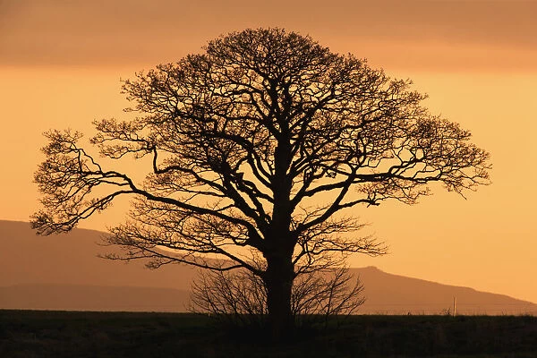 Silhouette of a tree at sunset; Northumberland england