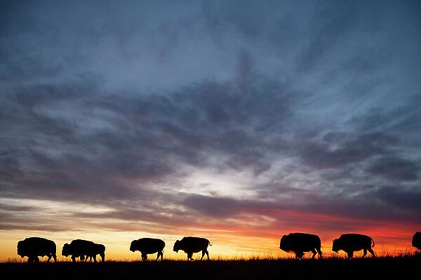 Silhouetted herd of bison roaming along the horizon at sunset